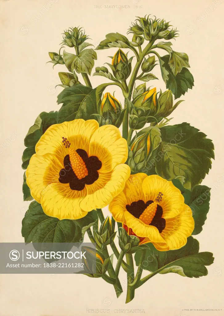 Hibiscus Chrysantha, Chromolithograph, H.M. Wall, Mayflower Publishing Co., 1891