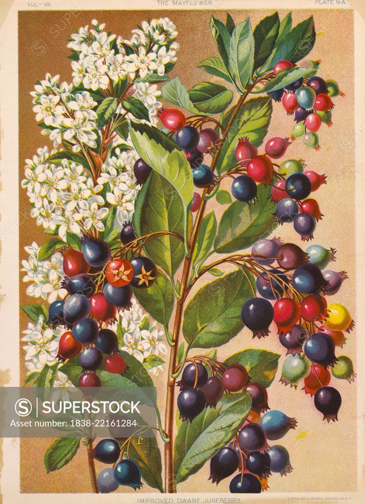 Improved Dwarf Juneberry, Chromolithograph, H.M. Wall, Mayflower Publishing Co., 1892