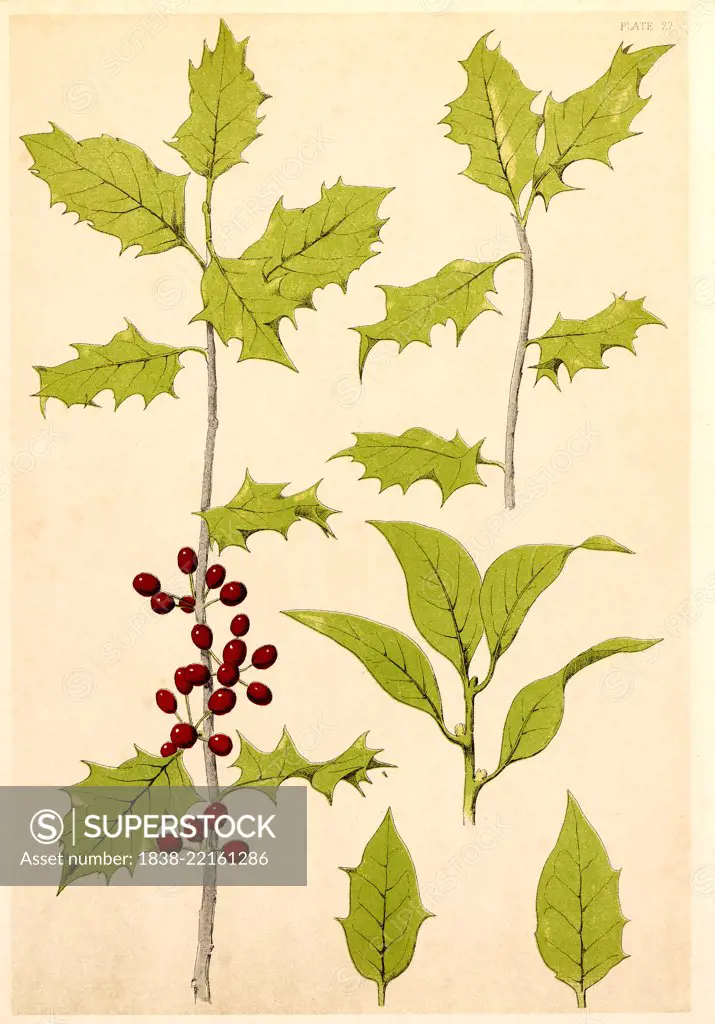 Holly, Chromolithograph, 1868