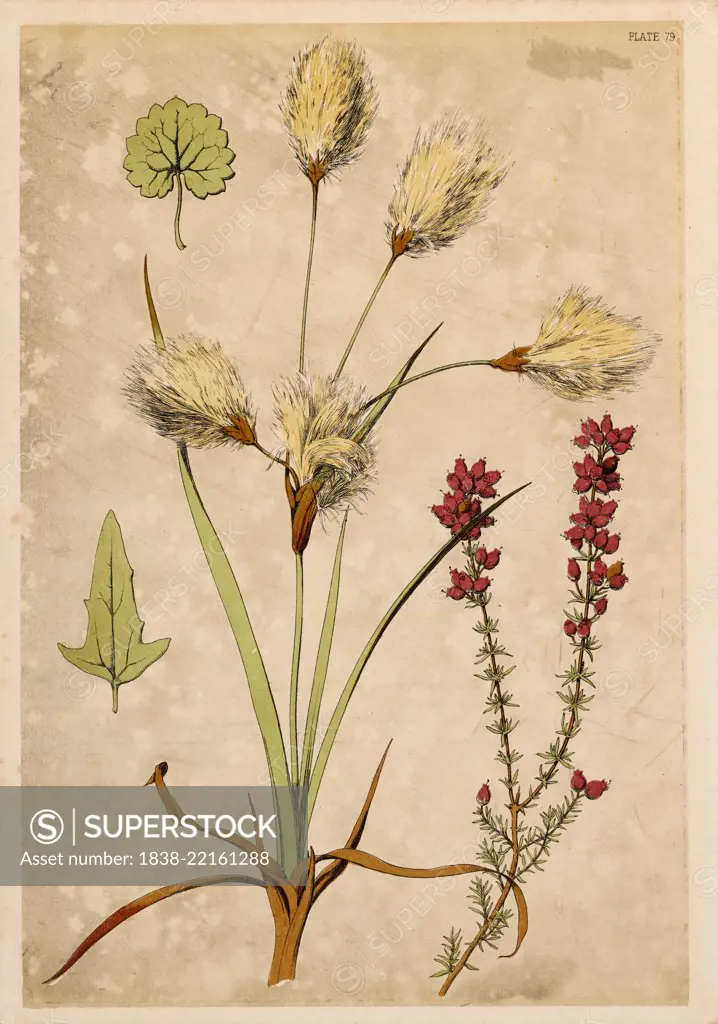 Cotton Grass and Fine Heath, Chromolithograph, 1868