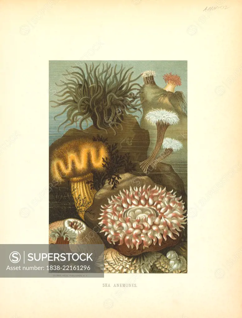 Sea Anemones, Selmar Press Publisher, NY, 1898