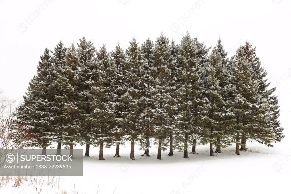 Snow Covered Evergreen Trees in Winter