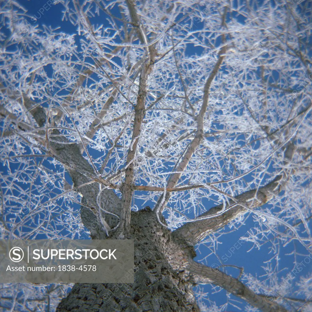 Tree with Icy Branches