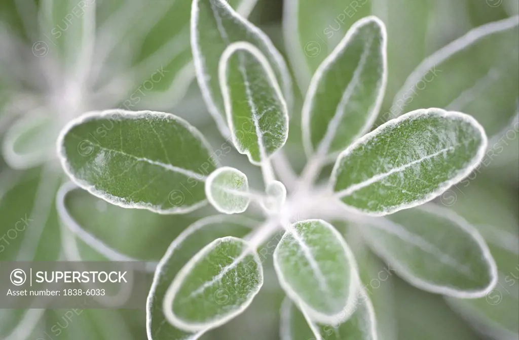 Close-up of a plant in the Outback, Australia