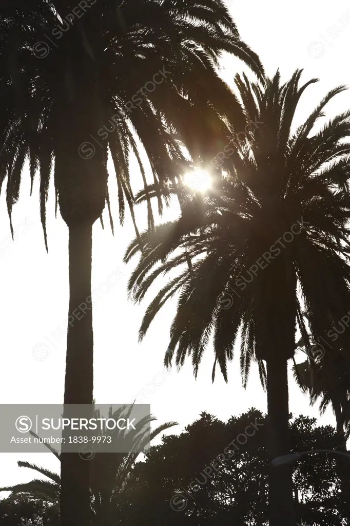 Palms Trees, Venice Beach, Los Angeles, California, USA