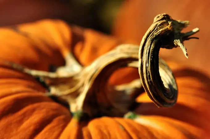 Orange Pumpkin with Curly Top, Close Up