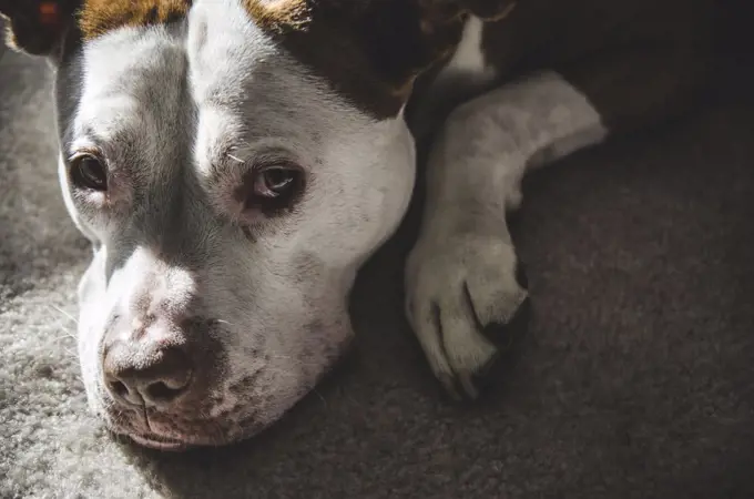 Pet Pit Bull Portrait