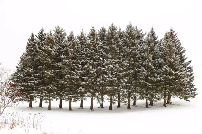 Snow Covered Evergreen Trees in Winter