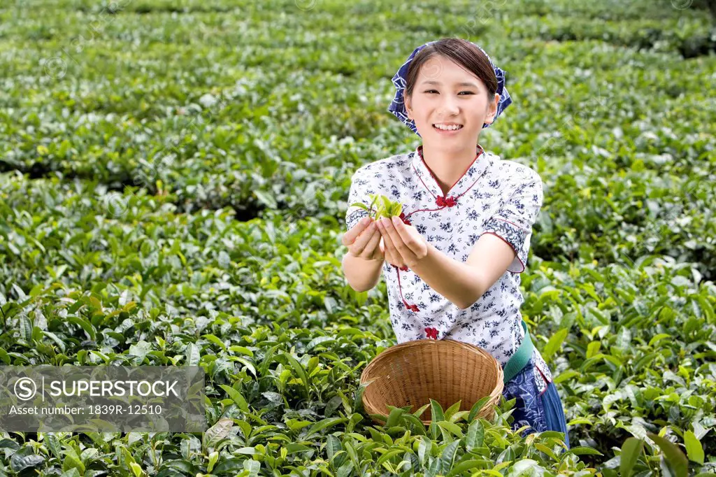 Young Woman in a Tea Field Holding Fresh Tea Leaves