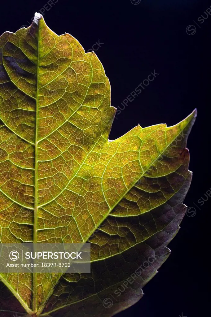 Green Leaves