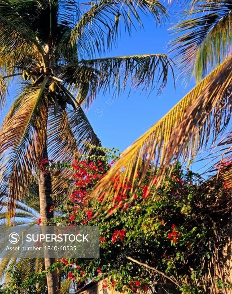 Palm trees, Antigua, Antigua and Barbuda, Leeward Isles, Caribbean