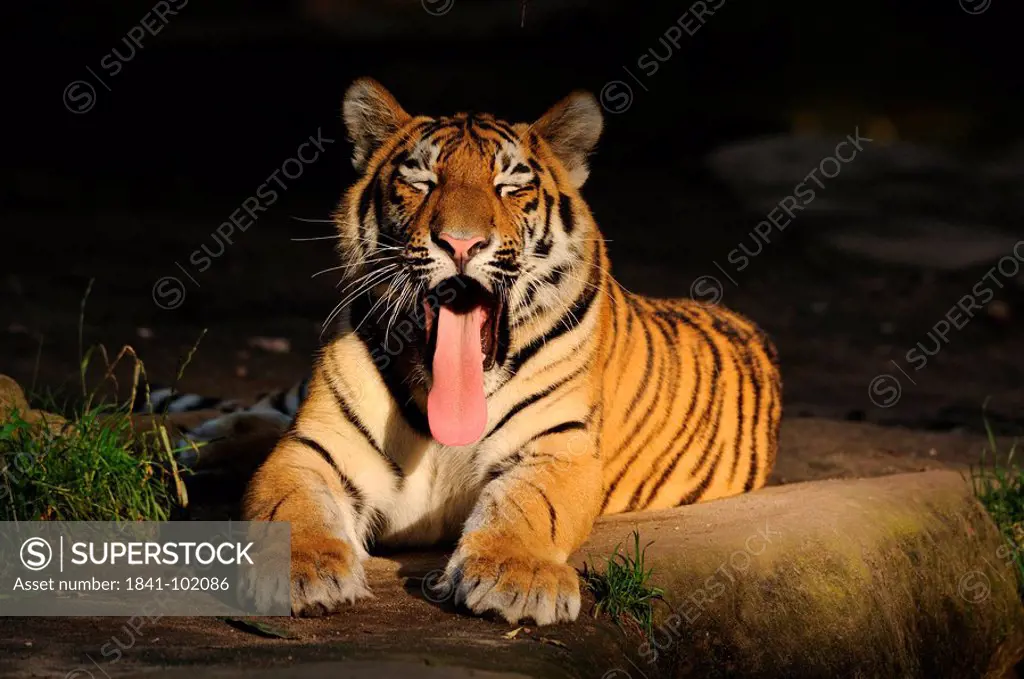 Lying Siberian Tiger Panthera tigris altaica sticking out tongue