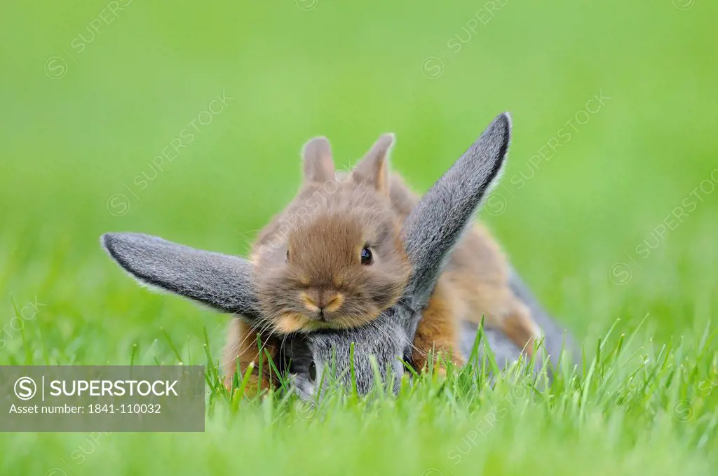 Chinchilla rabbit and Netherland Dwarf in grass