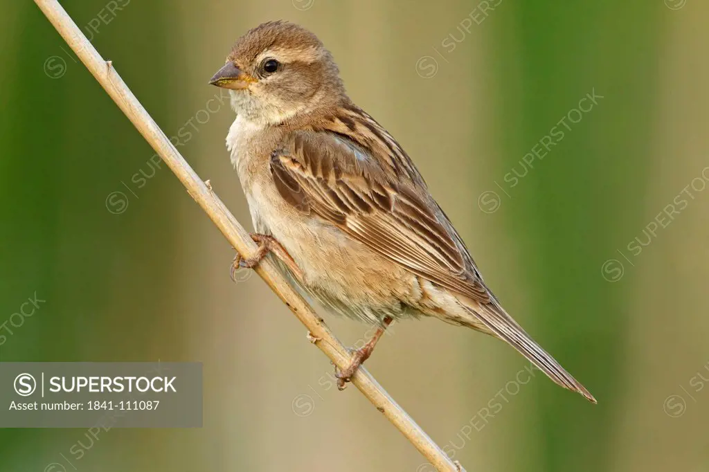 Dead Sea Sparrow, Passer moabiticus