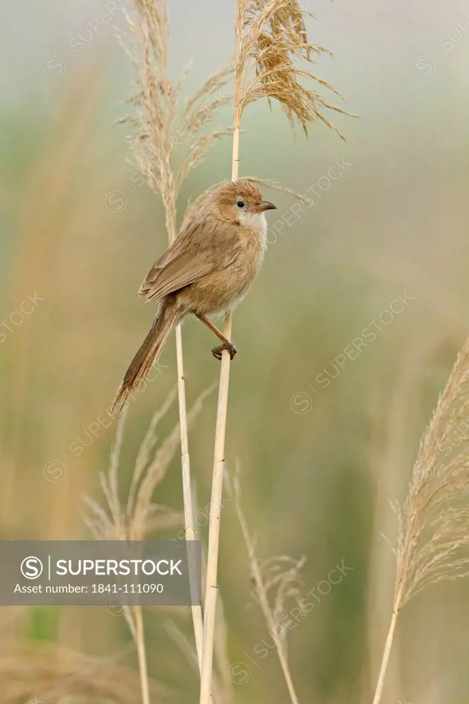 Iraq Babbler, Turdoides altirostris