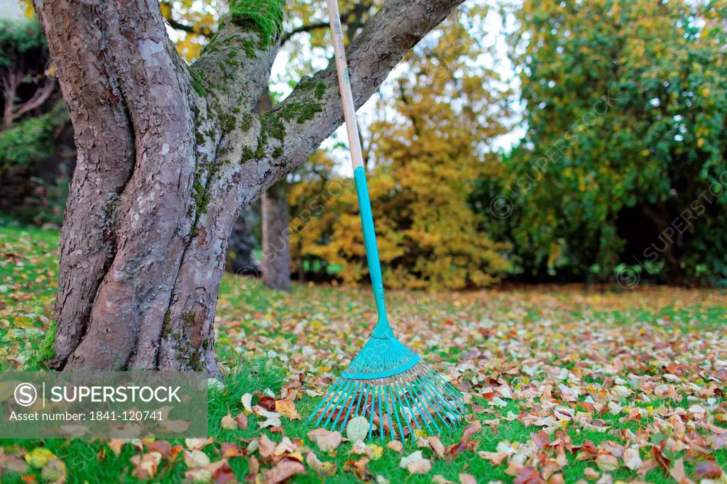 Rake leaning against tree trunk in meadow with autumn leaves