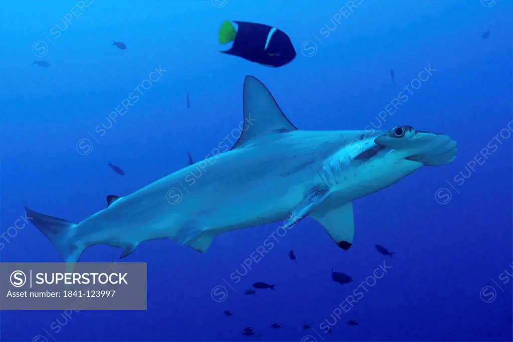 Scalloped hammerhead shark Sphyrna lewini and passer angelfish Holacanthus passer, Malpelo Island, Columbia, Pacific Ocean, underwater shot