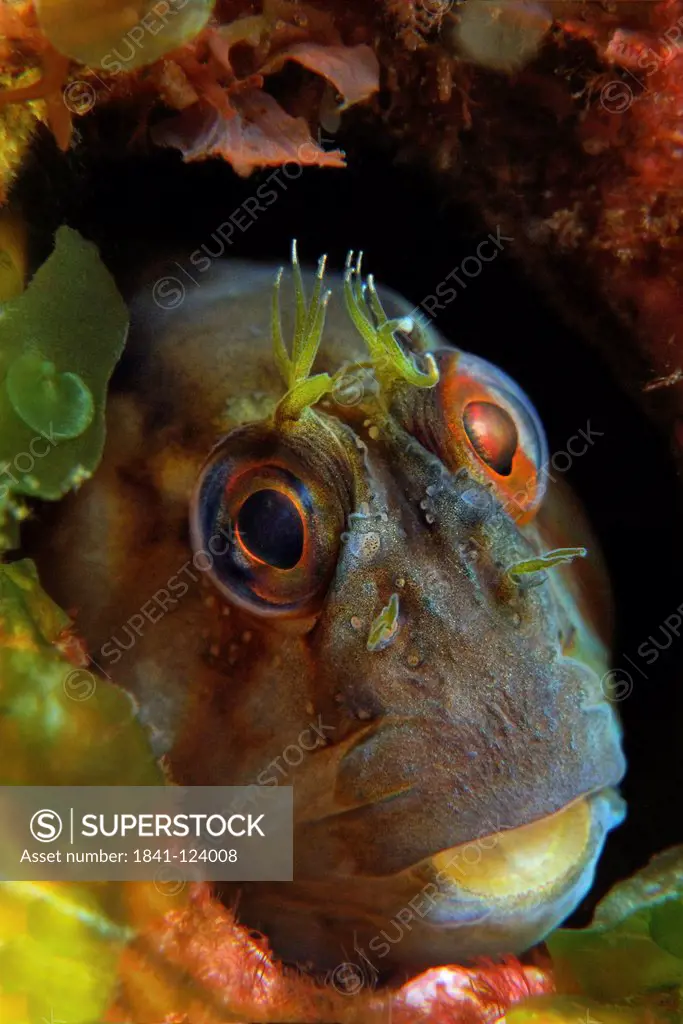 Crested blenny Parablennius laticlavius, North Island, New Zealand, Pacific Ocean, underwater shot