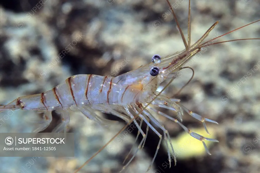 Close_up of Anemone Shrimp underwater, Croatia