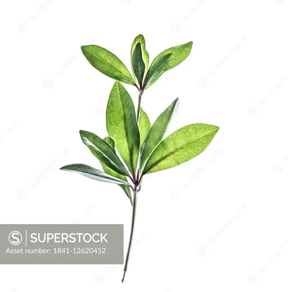 Cherry laurel twig