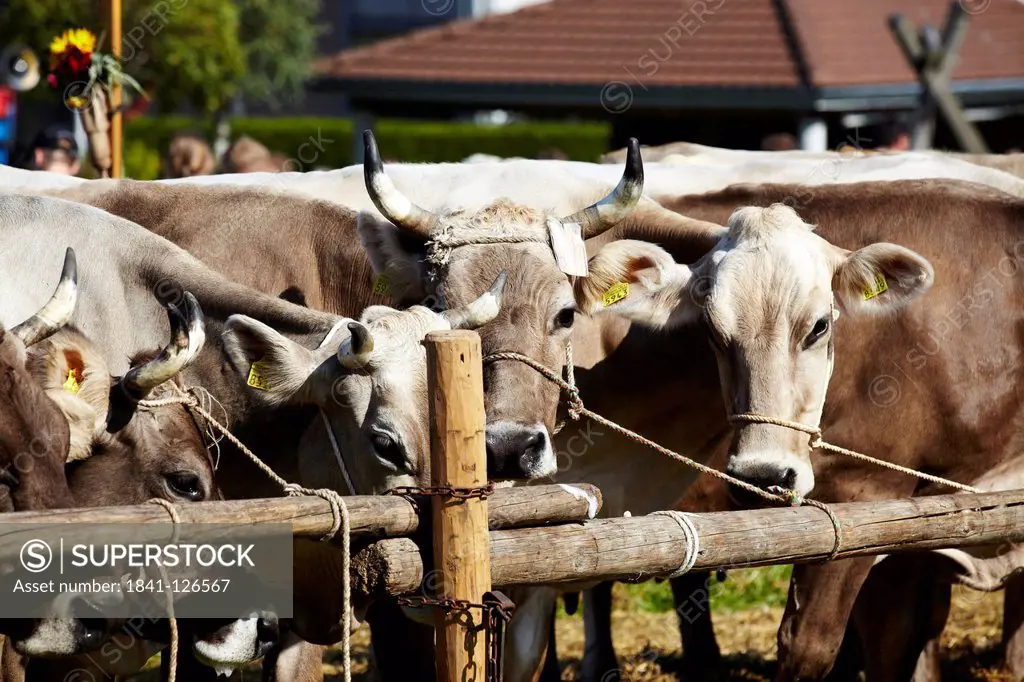 Cows, Heiden AR, Kanton Appenzell Ausserrhoden, Switzerland, Europe