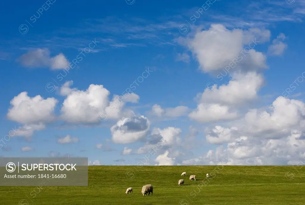 Flock of sheep grazing on green meadow, Sylt, Germany, elevated view