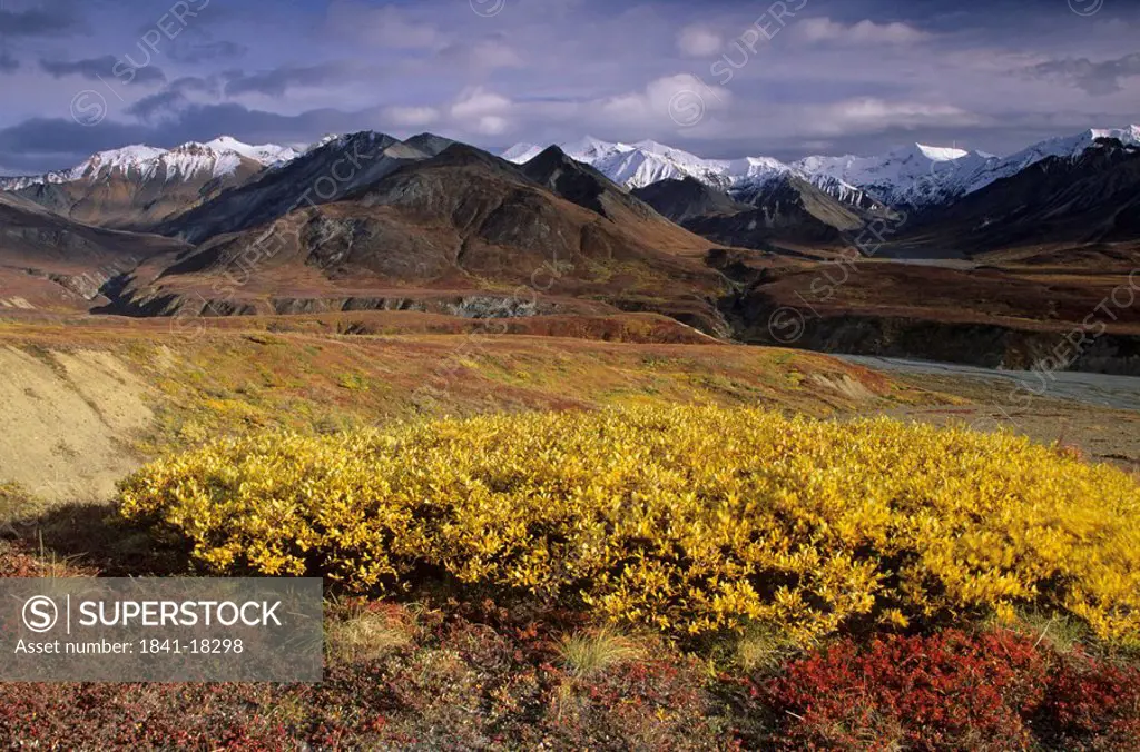 Arctic Willow Salix polaris and Alpine Bearberry Arctostaphylos alpinus in field, Denali National Park, Alaska, USA