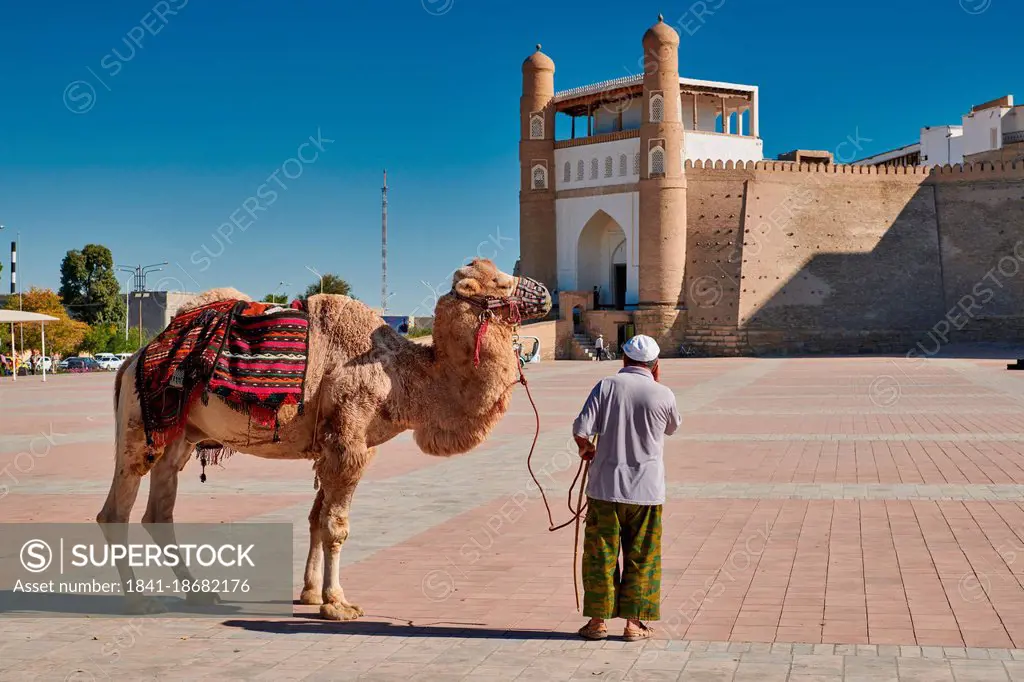 Camel in front of citadel, Ark, Bukhara, Uzbekistan, Asia