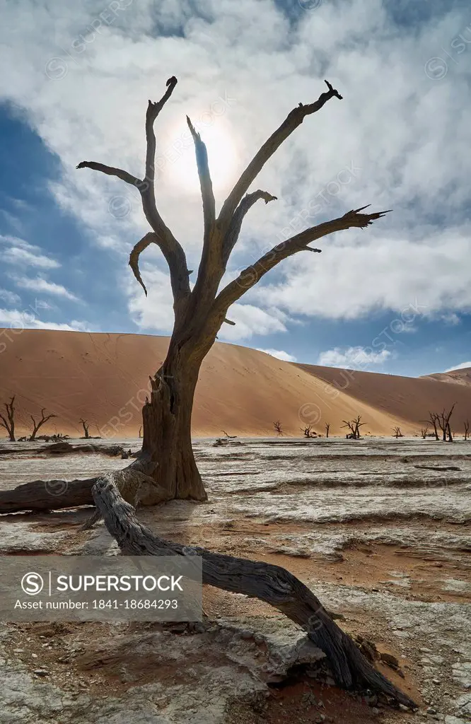 Namib-Naukluft-National Park, Republic of Namibia, South Africa, Africa