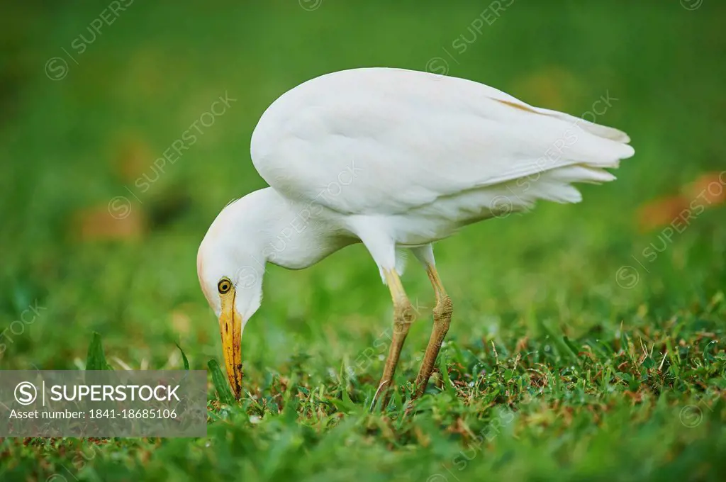 Cattle egret, Bubulcus ibis, on a meadow, Oahu, Hawaii, USA