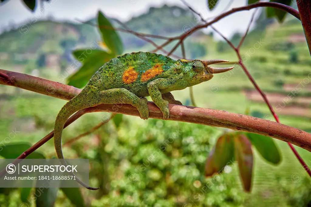 Jackson's chameleon, Chamaeleo jacksonii, Bwindi Impenetrable National Park, Uganda, Africa