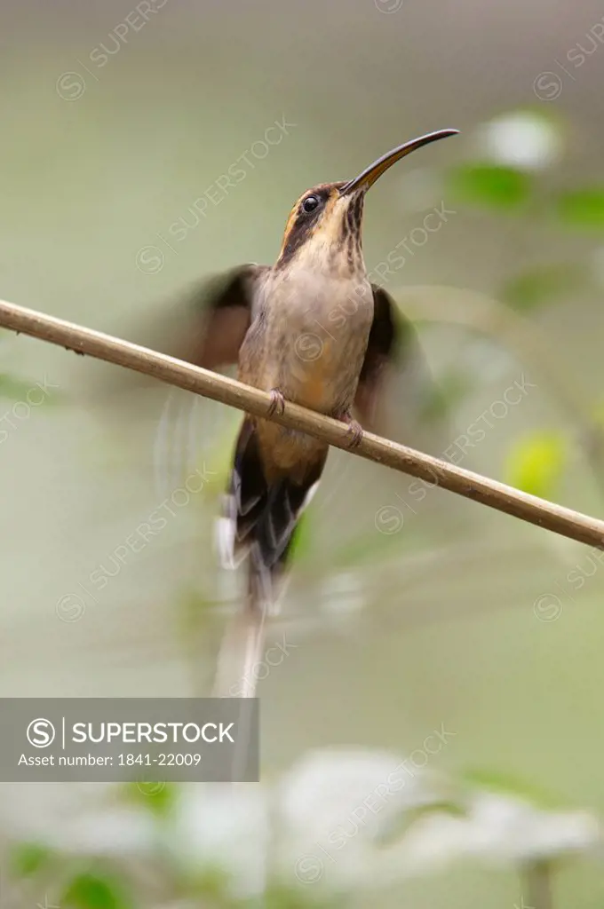 Planalto Hermit Phaethornis pretrei, Foz do Iguacu, Brazil, view from below