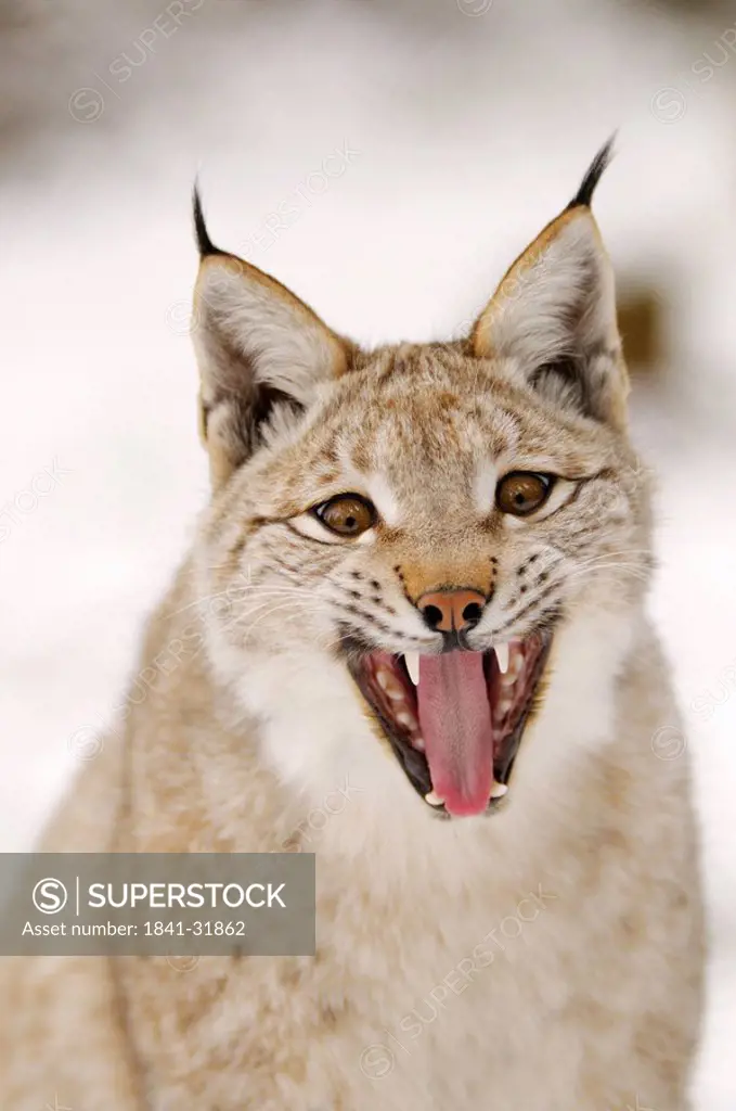 Close_up of lynx snarling in forest