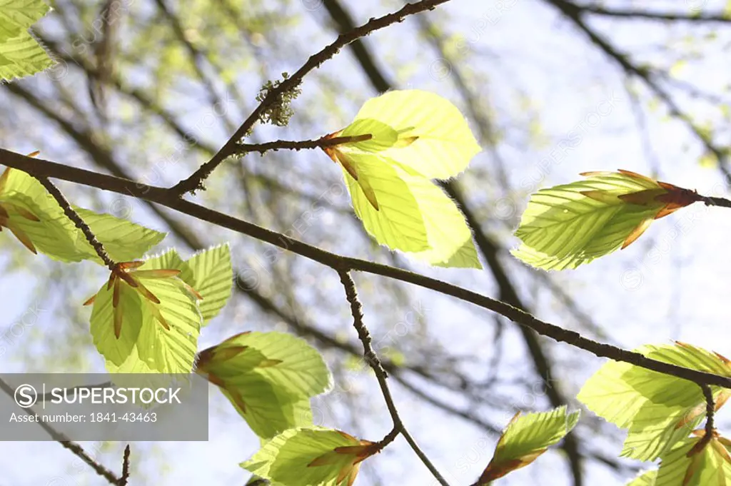 Low angle view of leaves on branch of tree