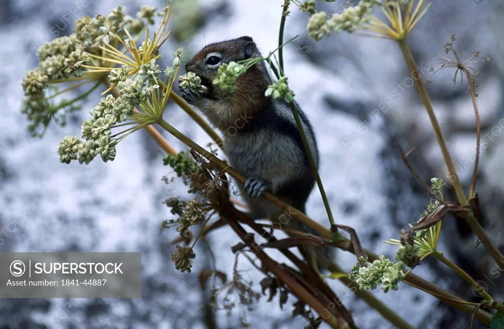 American chipmunk on tree, Banff National park, Alberta, Canada