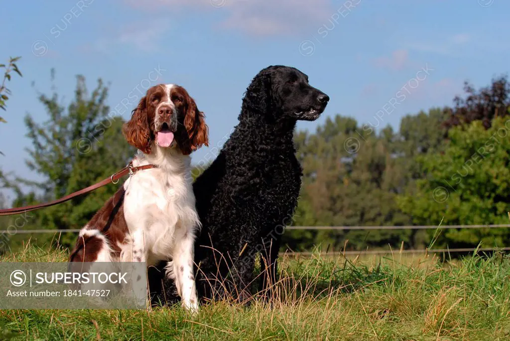 Curly coated shop spaniel