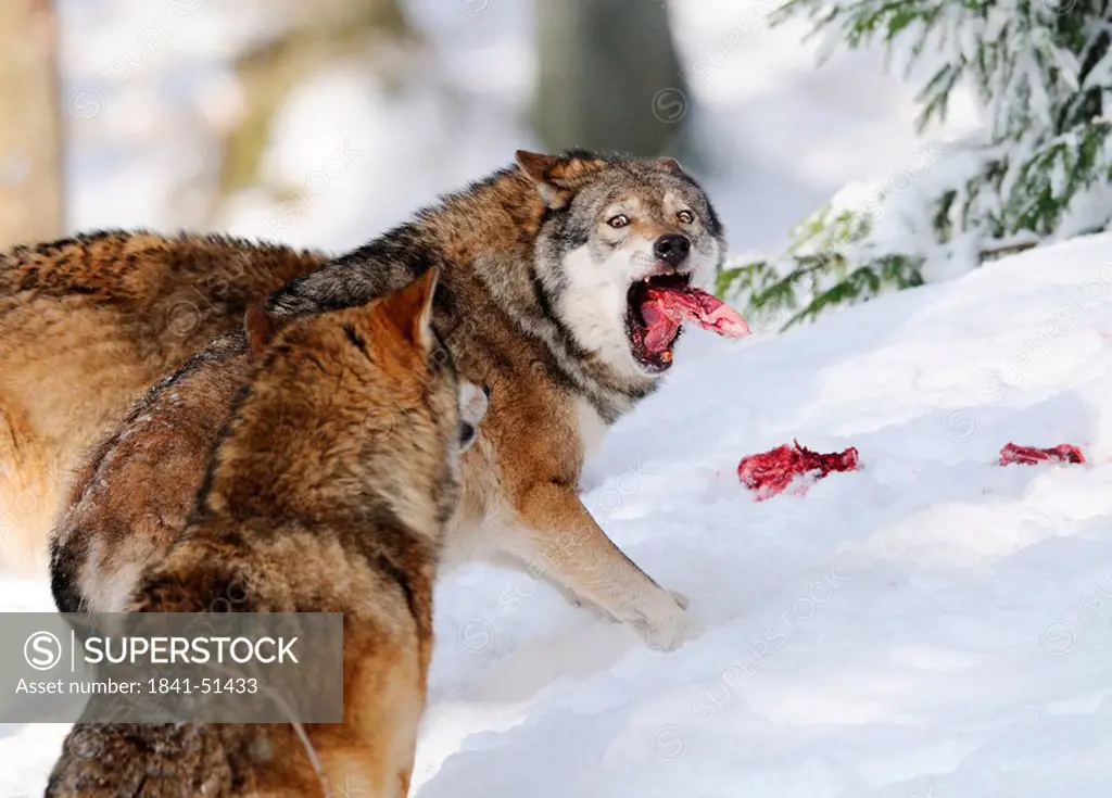 European wolves Canis lupus in snow, Bavarian Forest National Park, Germany