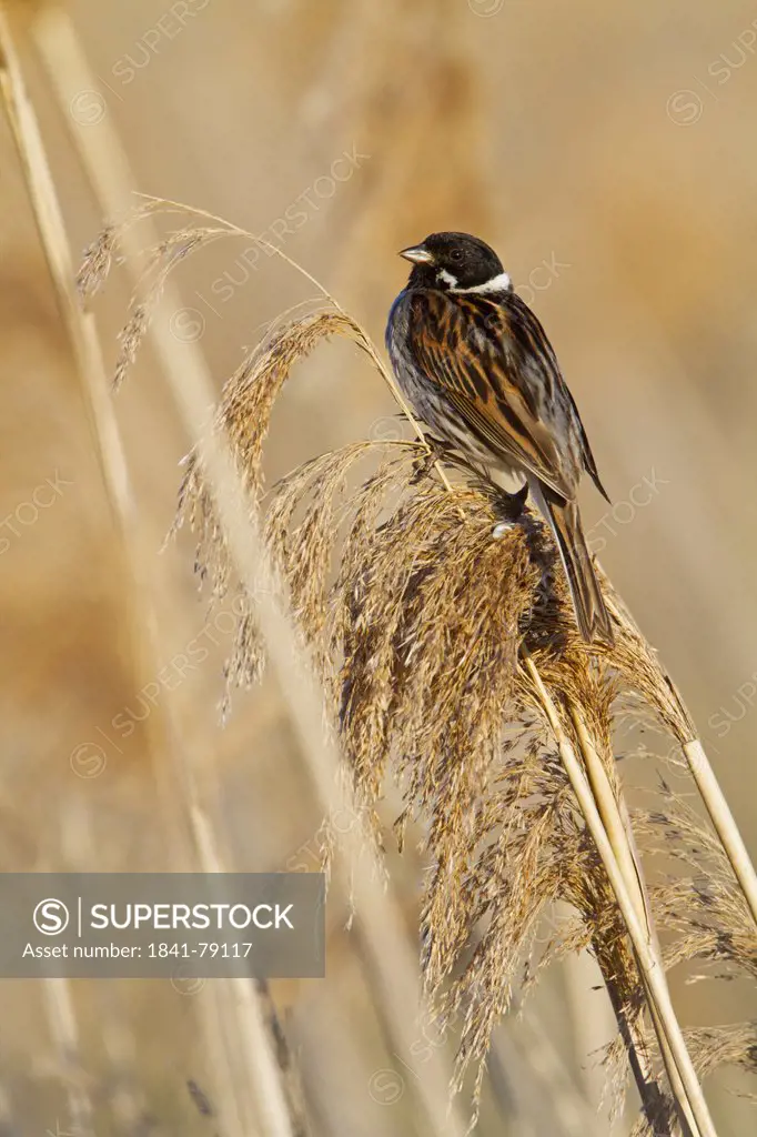 Reed Bunting Emberiza schoeniclus perching on stalk