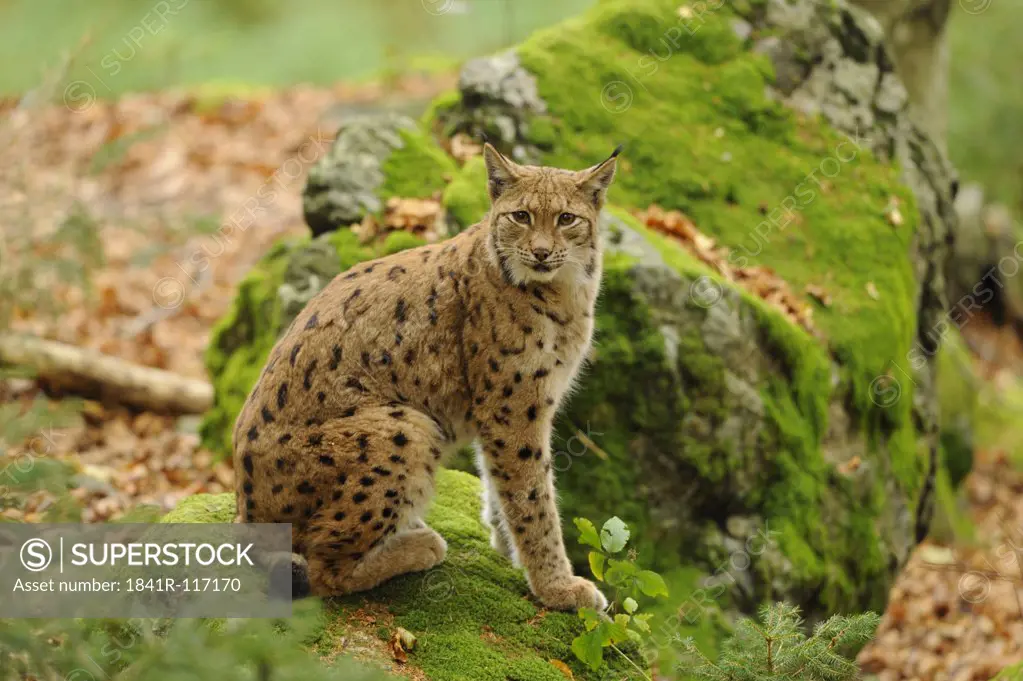 Lynx (Lynx lynx) sitting