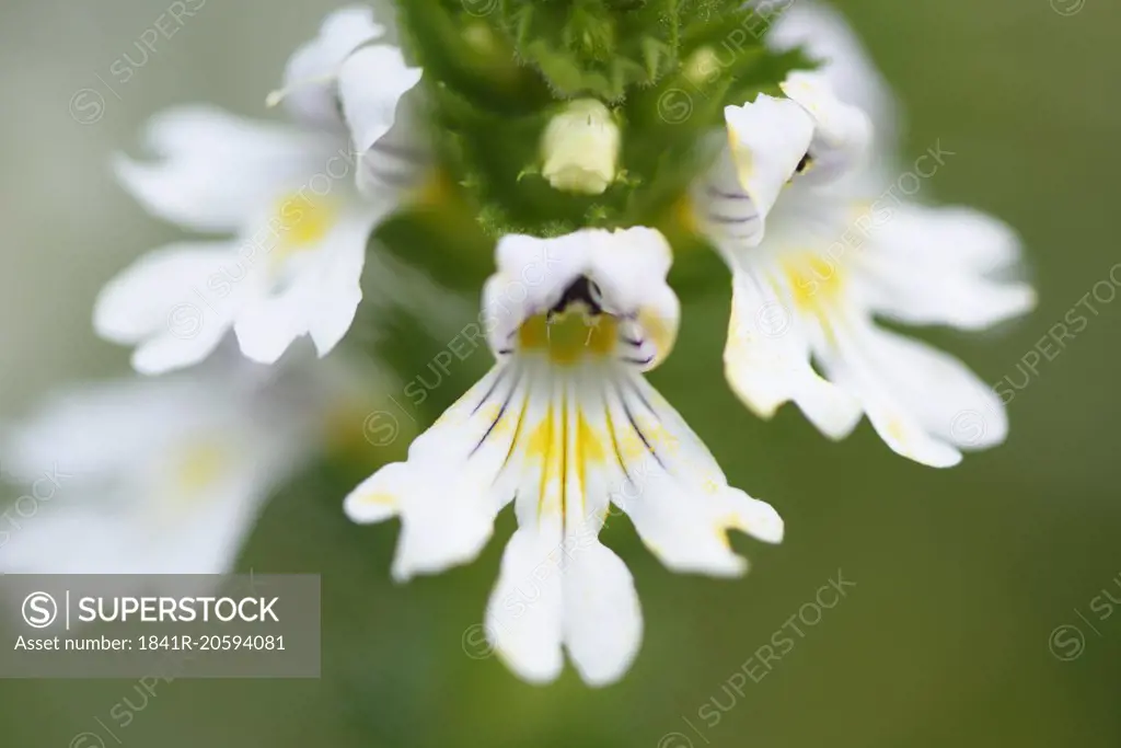 Farbe, Farben,weiß,Blütenblatt,Kelchblatt,Alpen-Augentrost, Euphrasia alpina,Botanik,Pflanze,Oberpfalz,Im Freien,Süddeutschland,Mitteleuropa,Westeuropa,Tag,Außenaufnahme,Farbaufnahme,  Farbe,Erhöhte Ansicht, Aufsicht,Fokus auf den Vordergrund, Fokus auf dem Vordergrund,Tiefenschärfe,Fokus,Fotografie,niemand,Querformat,Close-up, close-ups, close up, close ups,Bayern,Deutschland,Europa (c) F1online www.f1online.de, Tel. 069/80069-0, E-Mail:agency@f1online.de 