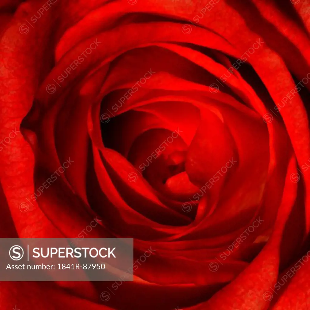 Close-up of red rose background