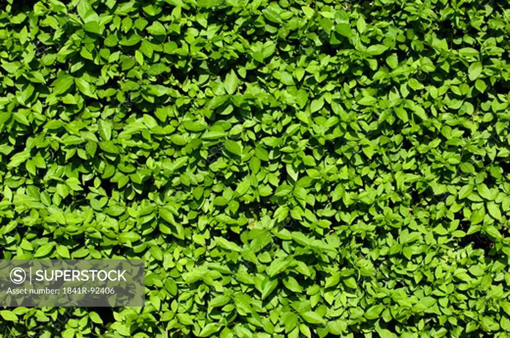 Close-up of ivy background