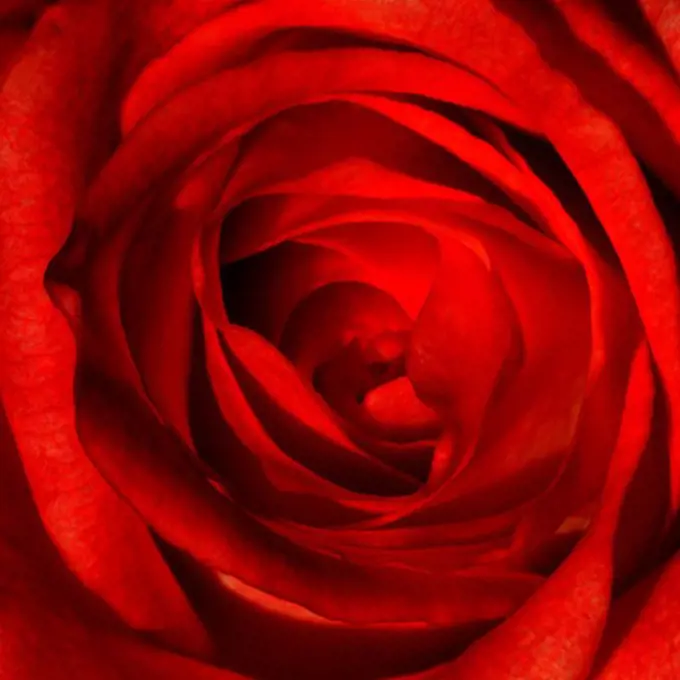 Close-up of red rose background