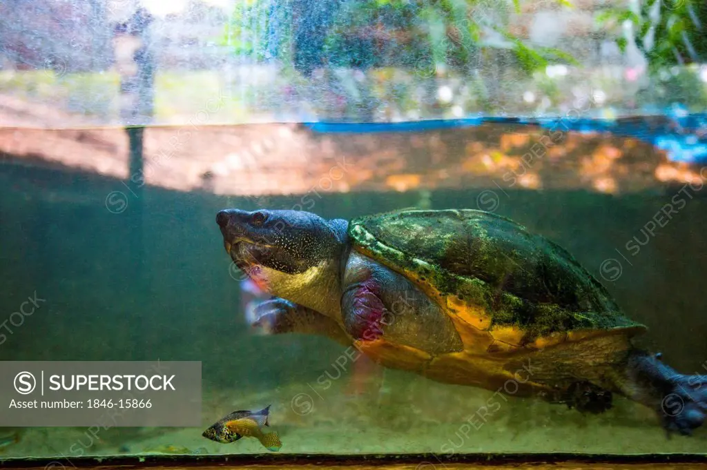 Turtle and fish in an aquarium, Mahabalipuram, Kanchipuram District, Tamil Nadu, India