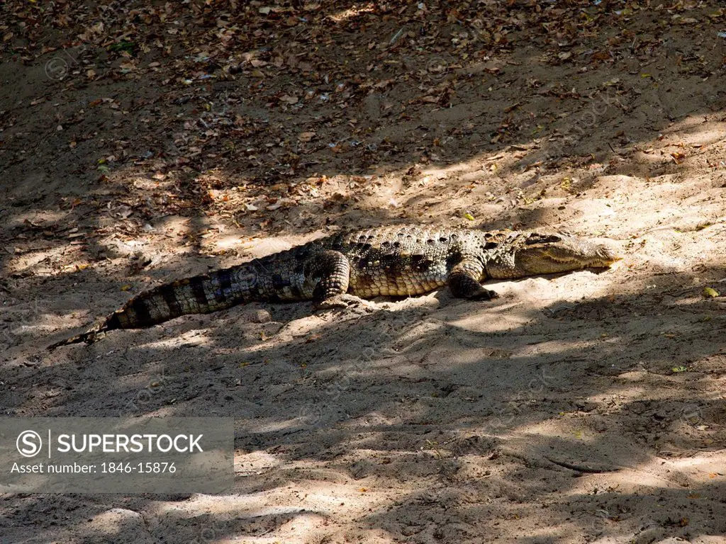 Crocodile resting on sand in a zoo, Mahabalipuram, Kanchipuram District, Tamil Nadu, India