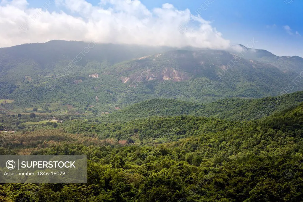 Trees in a forest, Borra Caves, Ananthagiri Hills, Araku Valley, Visakhapatnam, Andhra Pradesh, India