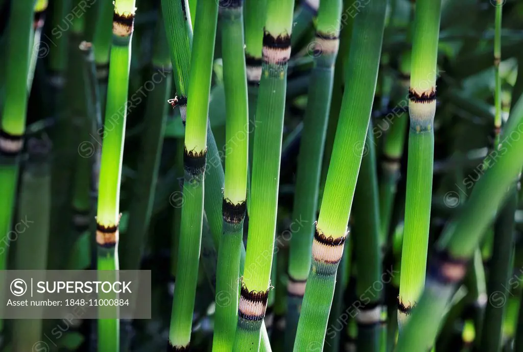 Horsetail (Equisetum sp.)