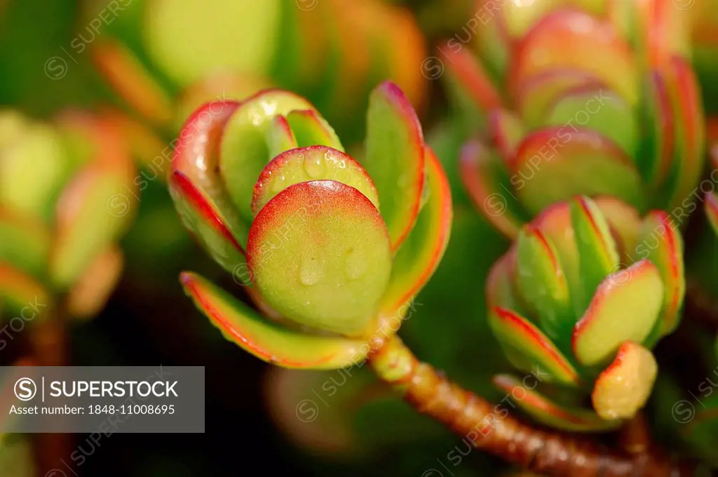 Silver Dollar Plant (Crassula arborescens), leaves, native to South Africa