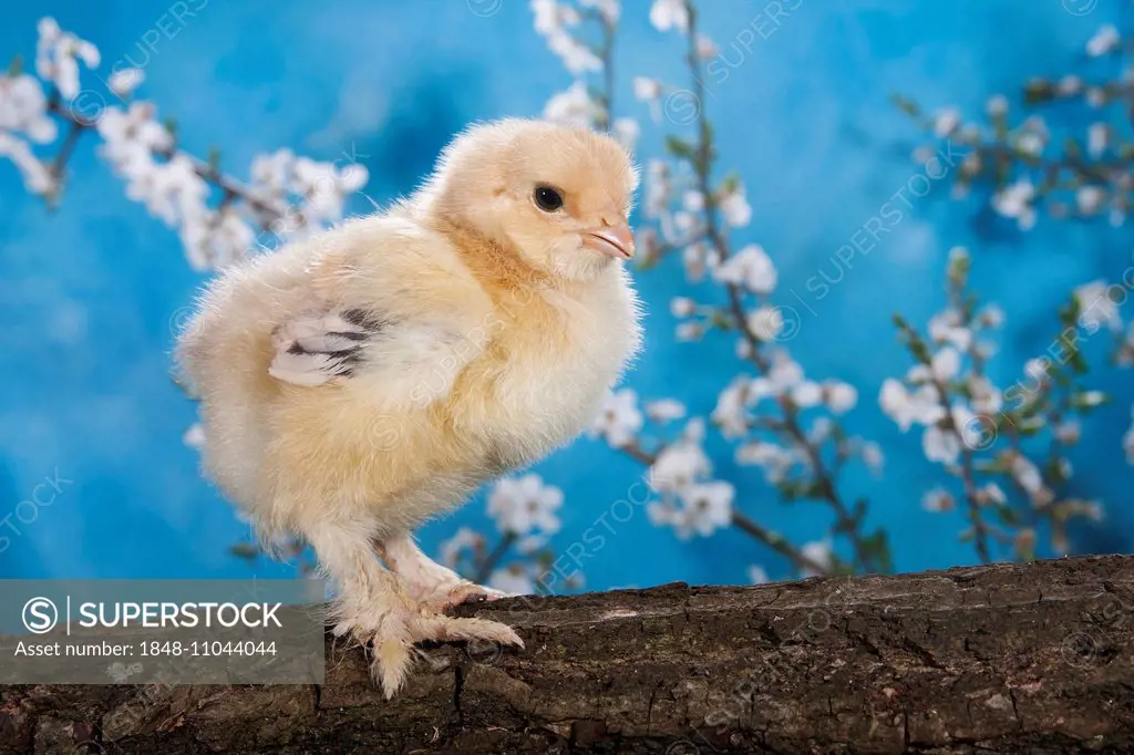 Domestic fowl chick, Brahma breed