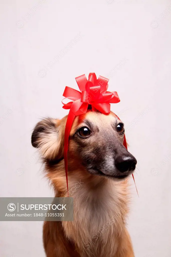 Longhaired Whippet or Silken Windsprite, whippet wearing a red bow on its head, portrait